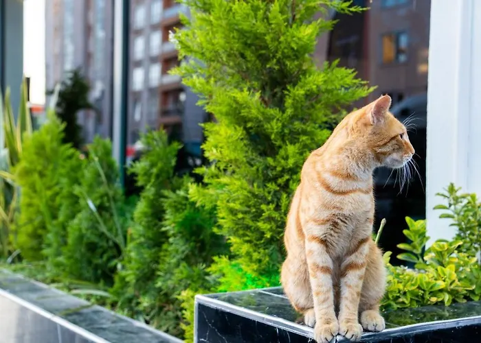 Grand Moon Hotel Stambuł